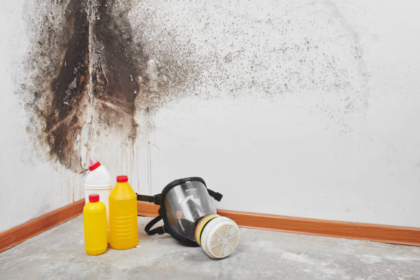 Best Post-Flood Mold Remediation in Fort Mckinley, OH