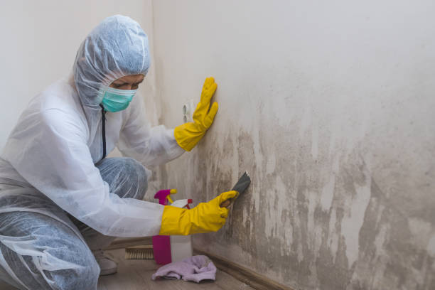 Best Attic Mold Remediation in Fort Mckinley, OH