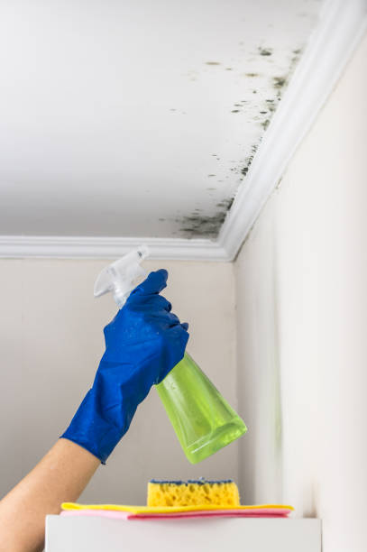Best Basement Mold Remediation in Fort Mckinley, OH